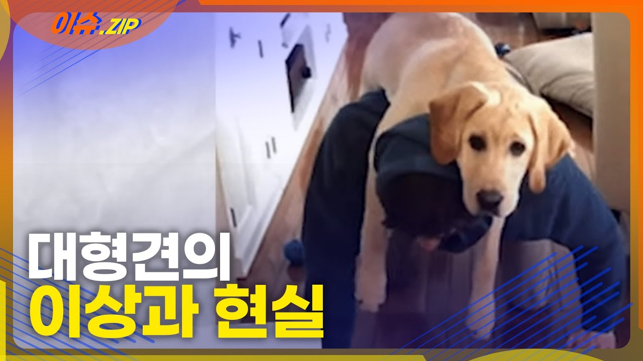대형견 키우고 싶다구요? 꼭 한번 봐주세요...(현실주의)