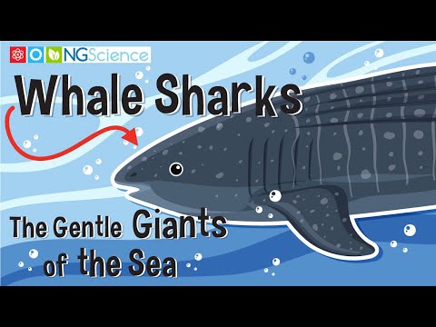 Whale Sharks - The Gentle Giants of the Sea