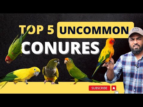 TOP 5 UNCOMMON CONURES - Beyond the Common Conures | Meet 5 Unique and Exotic Conure Species #Conure