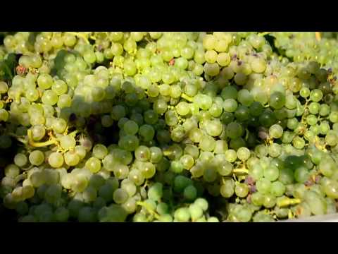 Crama Carastelec - Harvest