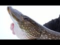 Video Thumbnail for Finger hungry pike!.. (that didn't feel to good)