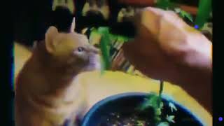 Download lagu Kucing Oren mabuk daun ganja gaes (story wa) mp3 Download lagu Kucing Oren mabuk daun ganja gaes (story wa) mp3