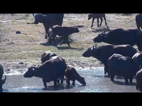 Herd of cape buffalo at Djuma Waterhole, Part 1 - 5 June 2024
