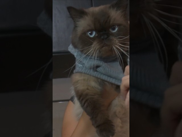 Vídeo relacionado con Sudaderas de suéter Impresas en 3D de Gato Lindo para Mujer Camiseta de Manga Larga con Estampado gráfico Divertido Suéter Tops