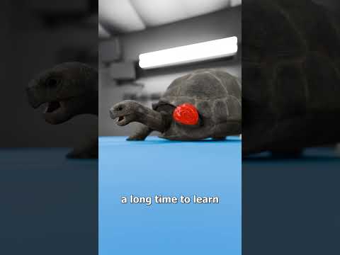 The Tortoise That Got A 3D Printed Wheel 😮