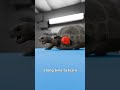 The Tortoise That Got A 3D Printed Wheel