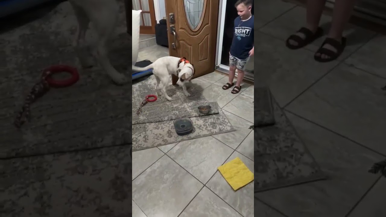 Enlarge Snow White, an adopted Terrier in Seguin, TX video 5/5