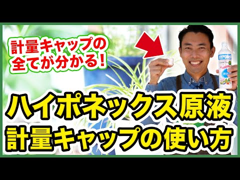 Cerianthidaeについて詳しく解説