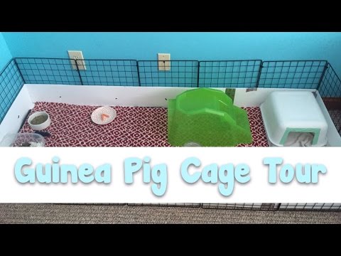 Guinea Pig Cage Tour | July 2016 (honestly just more cringe)