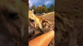 Hyena Sniff Inspection