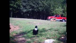 PREDATOR          (cover) of the Meat Puppets song