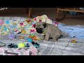 Pug dogs for sale: Prince  - Video 1
