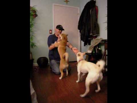Shiba Inu greeting