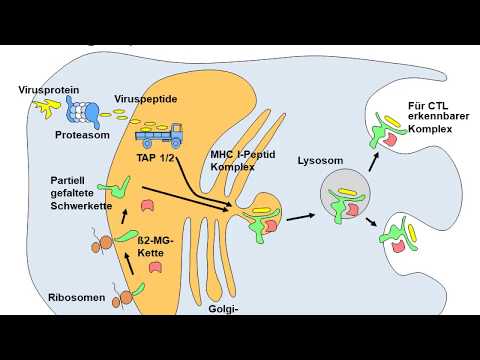 Antigenpräsentation