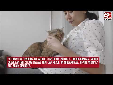 New study reveals owning a cat while pregnant increases risk of postnatal depression