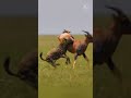 Topi Antelope Tries To Escape Hyena Pack Intense Footage