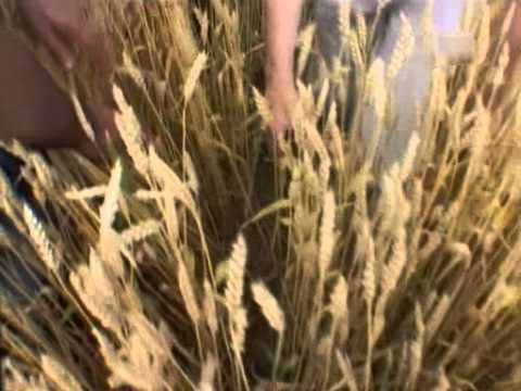 Das Rätsel der Kornkreise