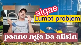 paano alisin ang lumot sa aquarium | how to remove algae | aquarium cleaning | aquarium algae