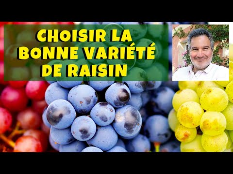 , title : 'Vigne : quelles variétés de raisin de table choisir ?'