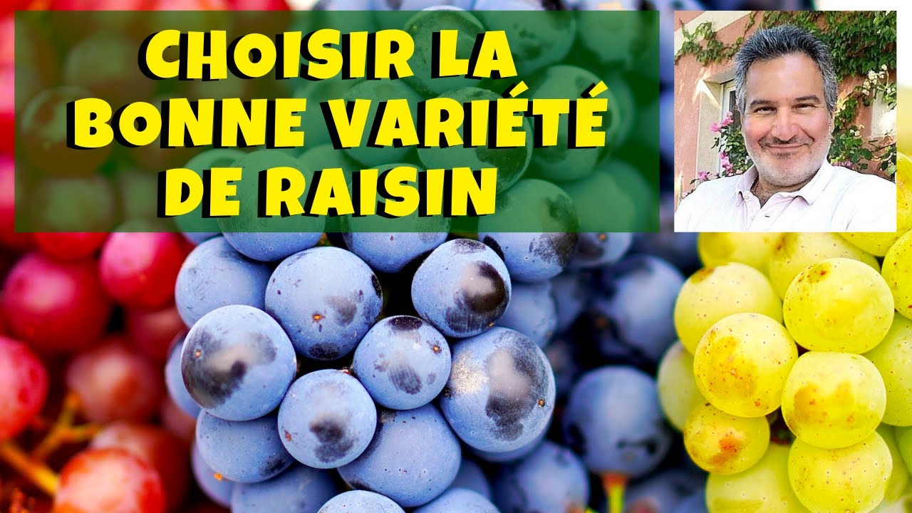 Vigne : quelles variétés de raisin de table choisir 