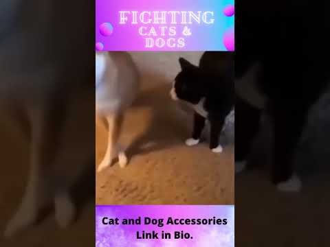Cats and dogs fighting. 🐈🐶Try not to laugh. 😆
