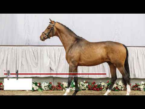 41 Don Olymp Hengst v. Don Olmybrio I - Ferragamo