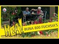 Hea! Bijna 800 fuchsia's