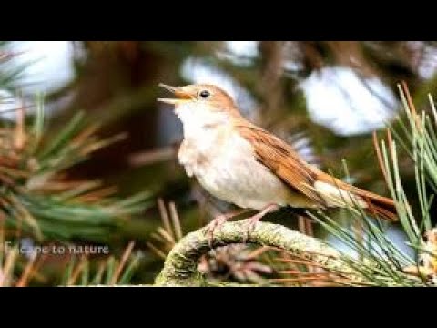 Best Nightingale song # 2 hrs awesome Nightingale singing # Sleep, meditation, relaxation.