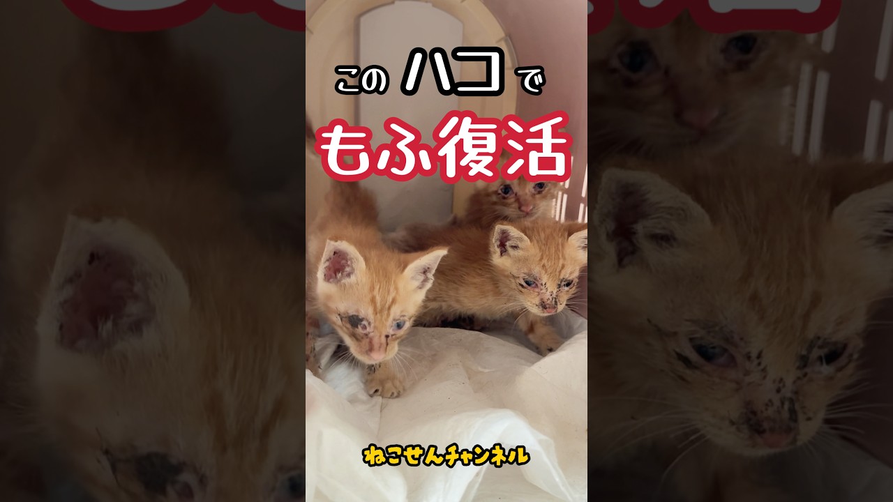 子猫のドライヤー革命✨ | ねこせん