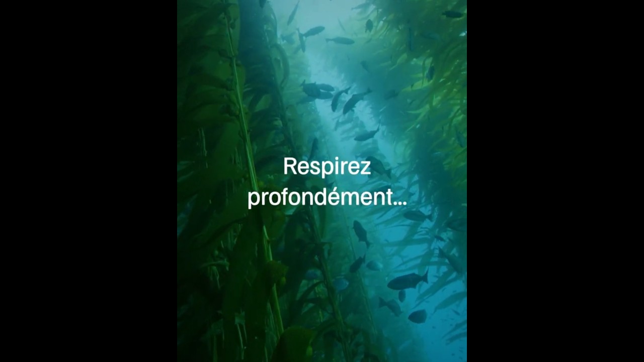 🪸Immersion dans les forêts de kelp des fonds marins !