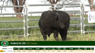 3 Toros PC/PP - Gregorio Aberasturi - Plaza Ganadera