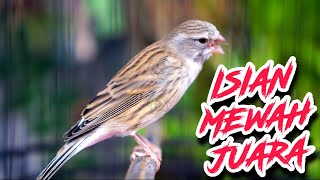 Download lagu KENARI KALITAN ISIAN MEWAH - MASTERAN KENARI ISIAN BLACKTHROAT GACOR MUDAH DITIRU #05 mp3