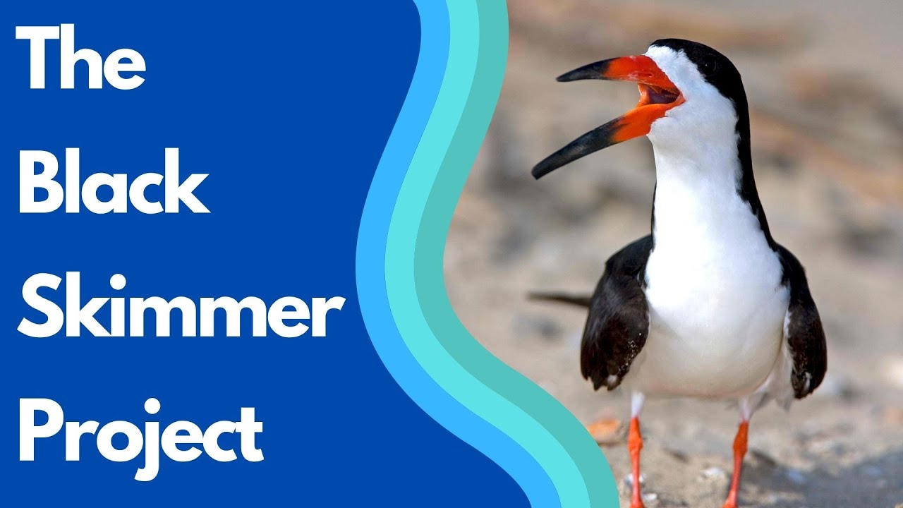 The Black Skimmer Project