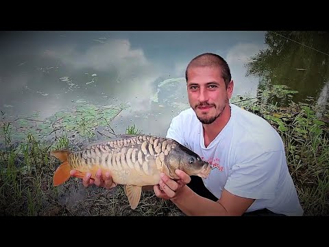 Najlepši šaran iz 2022-ge i još par lepuškastih dečaka | Carp fishing 2022.