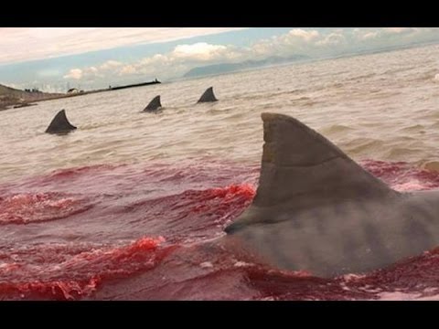 Der Weiße Hai - Gefährlichste Raubtiere Australiens (DOKU)