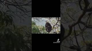 Chimp eats monkey #animals #chimpanzee #chimp #chimps #monkey #monkeys