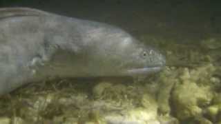 preview picture of video 'Conger Eel Catches Fish'