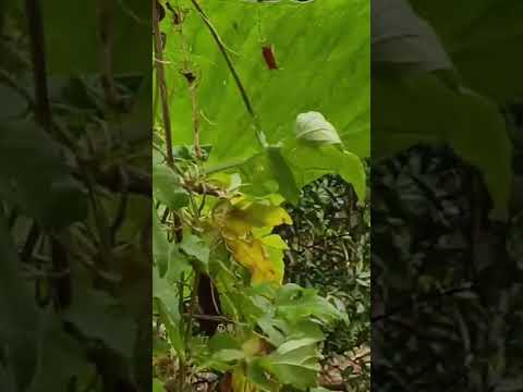 Alvinópolis  terra de MG!