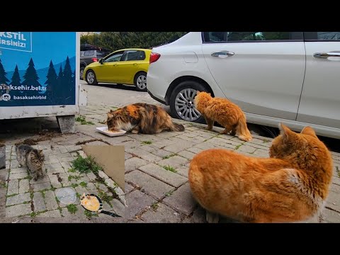 Rich areas, hungry cats