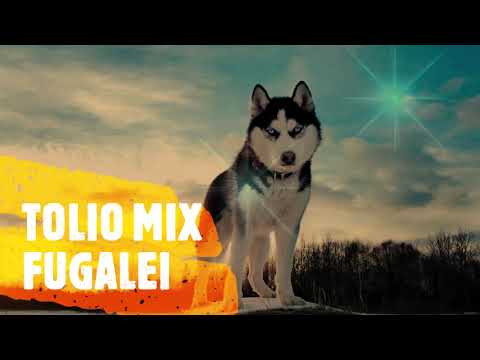 TOLIO MIX FUGALEI