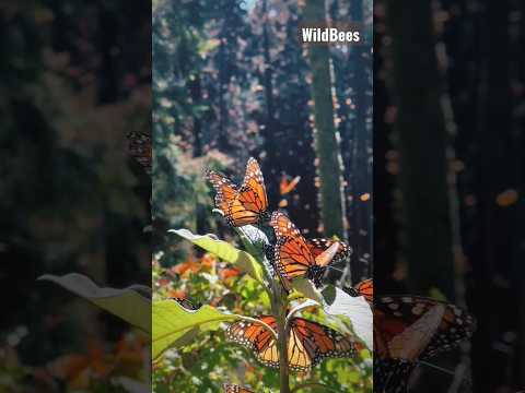 Beautiful Places for Travel Alone |Solo travel in your 30s #photography #nature #travel #solo #trip