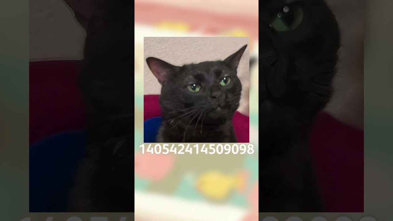 Roblox Cats Decals Shorts #cat #roblox #decals