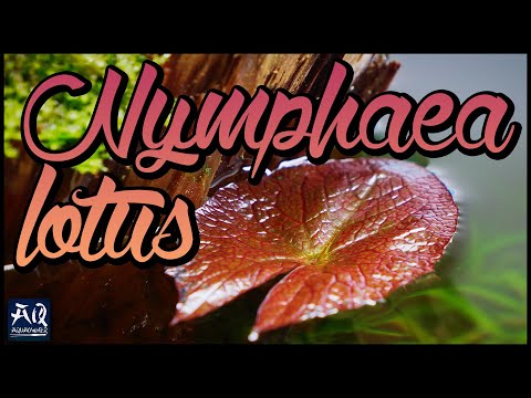 Pflanzenvorstellung: Nymphaea lotus - Seerose für dein Aquarium | AquaOwner