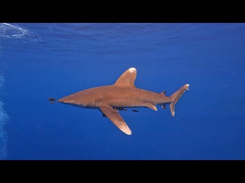 Red Sea Scuba Diving in 4K (Egypt, Nov 2022)