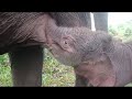 Bayi Gajah Nyusu Lucu Ya