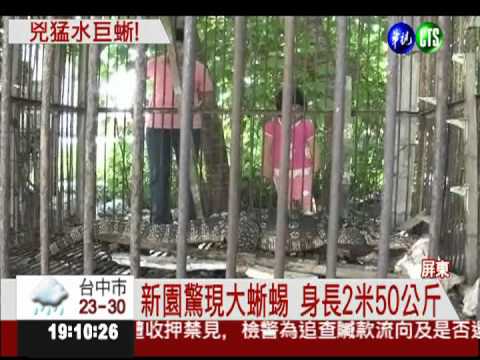 活吞流浪狗?! 屏東新園巨蜥入侵