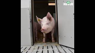 Stratégies d’élevagedurables pour les cochettes