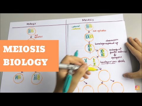 Biology - Meiosis Video