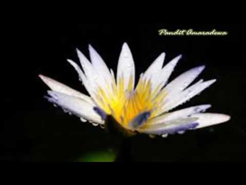 Maestro W.D.Amaradewa...Seetha pini bindu athurawa..(සීත පිනිබිඳු අතුරවා නිල් උපුල් මත තවරා)