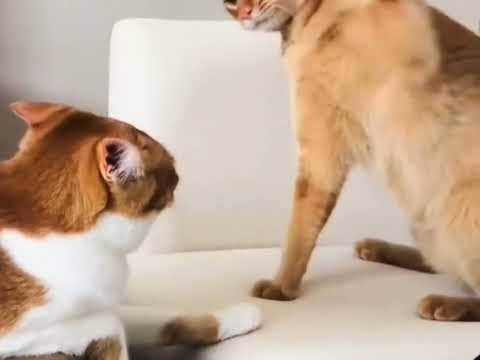 CATS FIGHTING LIKE ILIA TOPURIA 👊🙀 #cats #iliatopuria #funnyvideo #funnycats #ufc